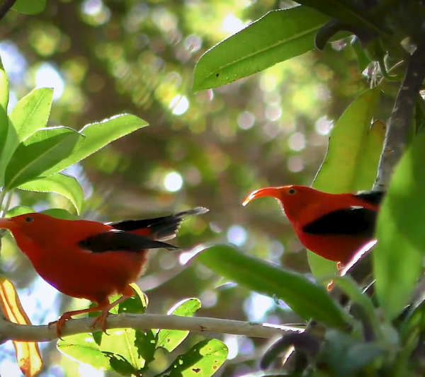 How AI is helping advance the science of bioacoustics to save endangered species