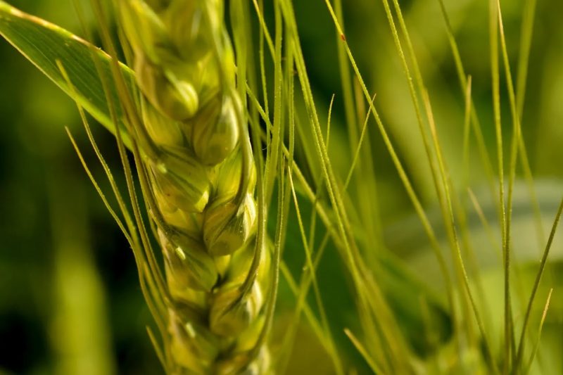 Engineering more resilient crops for a warming climate